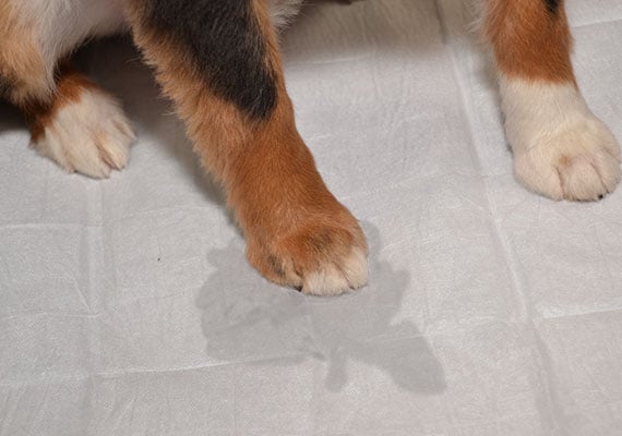dog paws stepping in urine on soaked puppy pee pad