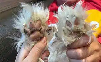 dog paws trimmed jpg