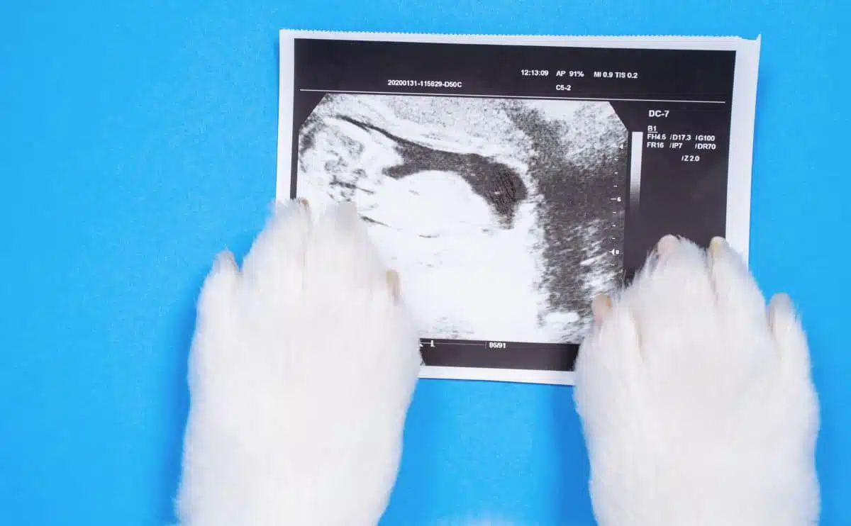 dog paws with photo of a sonogram