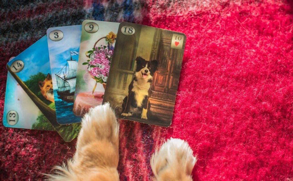 Dog paws with psychic cards.