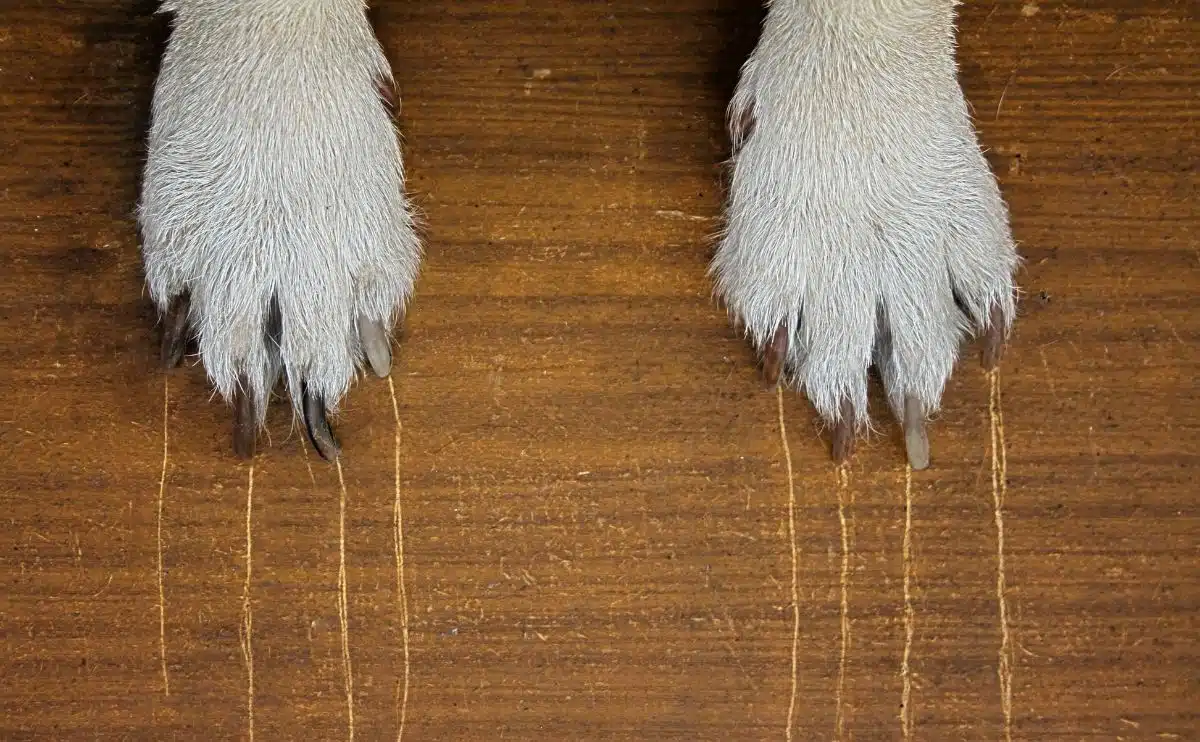 dog paws with scratches on hardwood floors