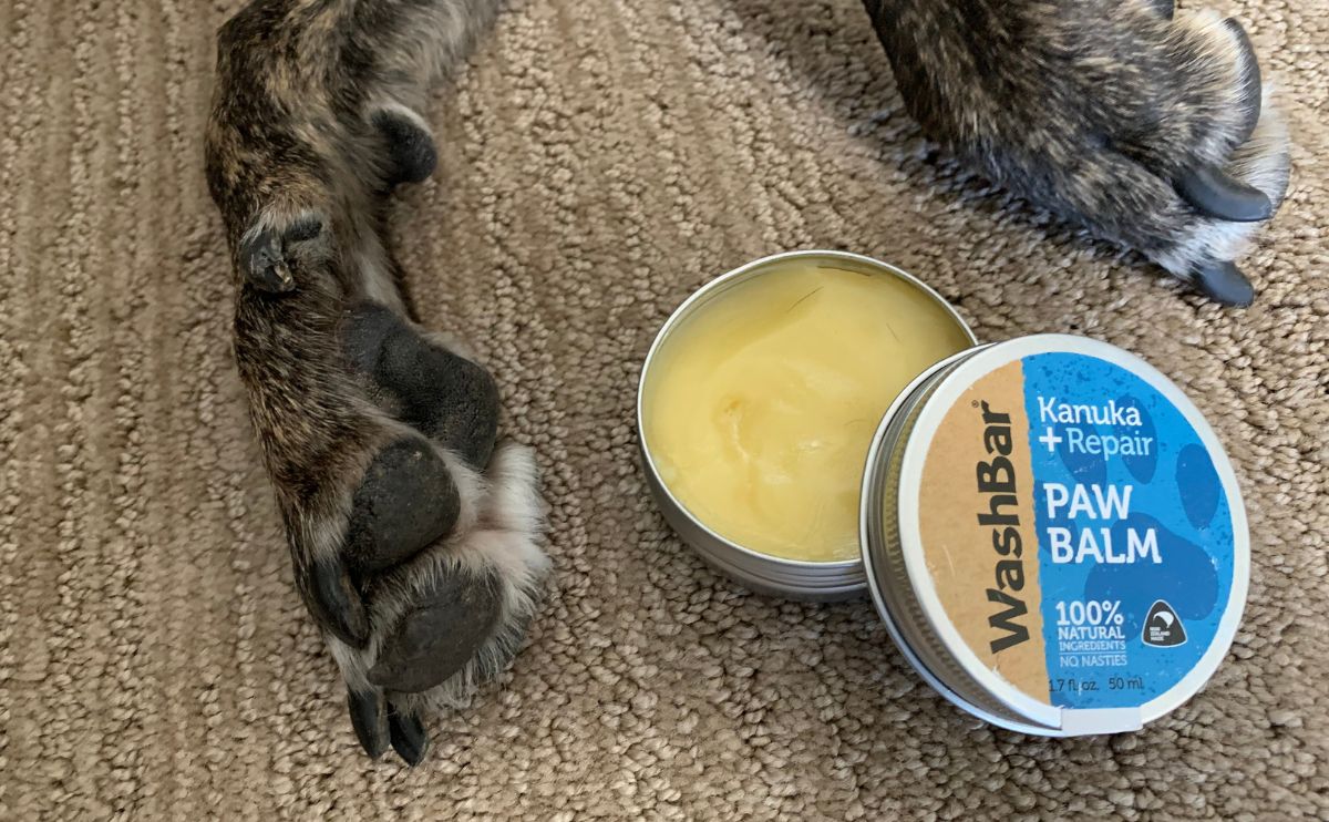 A dog paws with washbar balm.