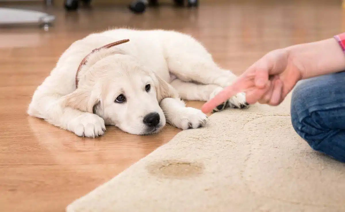 how to get dog pee out of leather furniture