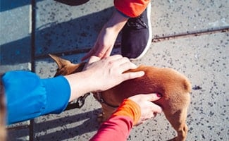 Dog being pet by people