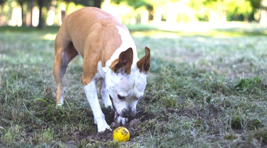 Dog Picking up Toy From the Ground