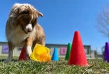 Dog playing brain games outside.
