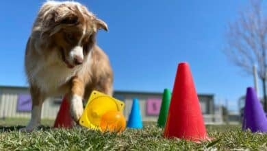 Dog playing brain games outside.