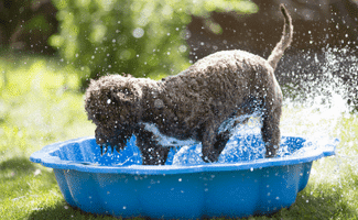 Grey doodle splashing in kid pool in backyard