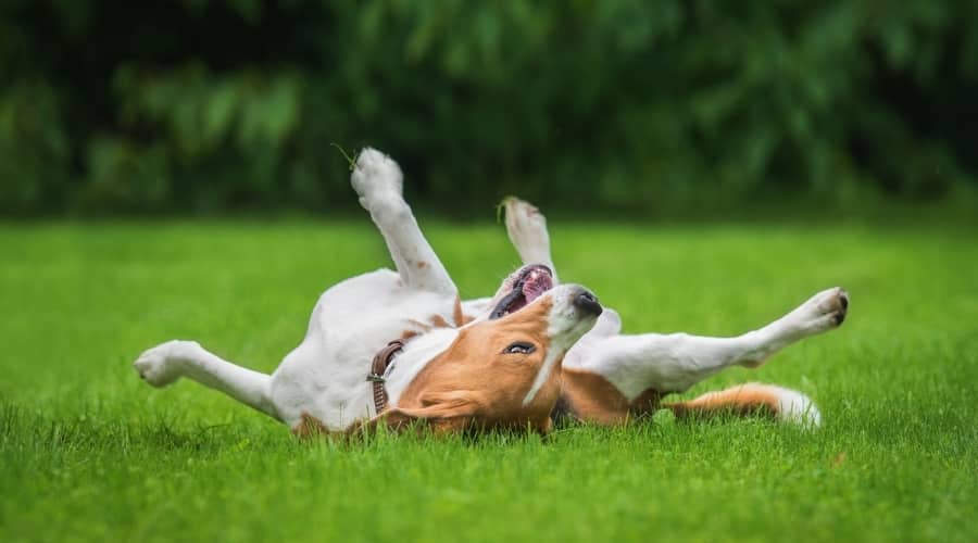 Dog Playing in the Grass