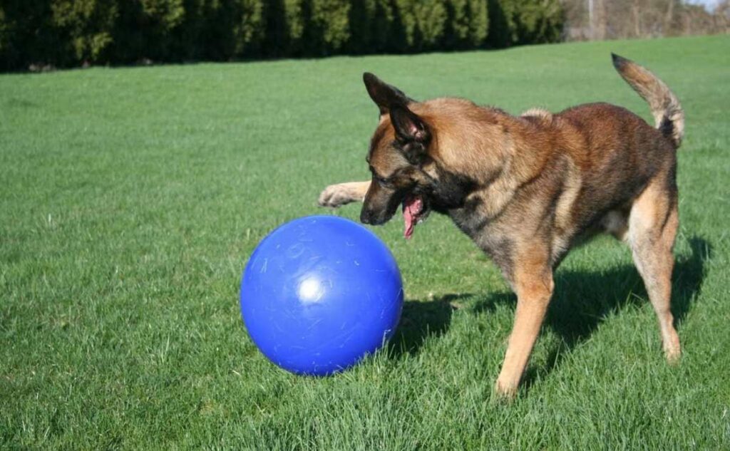 Dog playing with a herding ball in the grass.