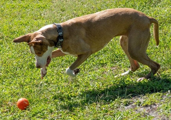 Dog playing with Planet Dog Orbee-Tuff Squeak in grass at park