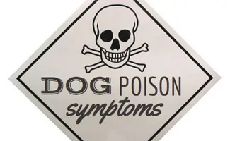 Symptoms of Dog Poisoning Signs