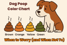 dog poop color chart png