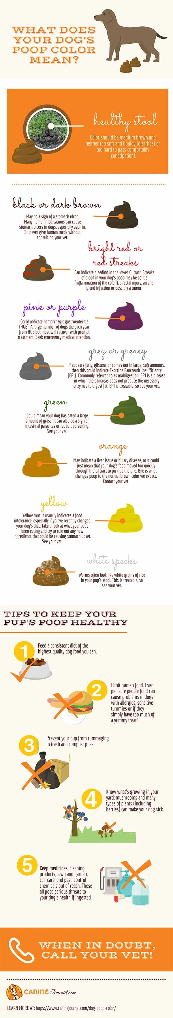 Use Our Healthy Dog Poop Chart to Discover If Your Dog's Poop is