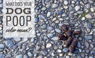 What Does Dog Poop Color Mean Caninejournal Com