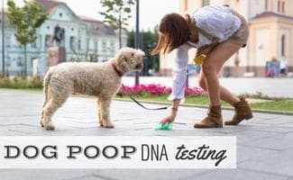 Girl picking up doodle's doo doo on sidewalk of public space (Caption: Dog Poop DNA Testing)