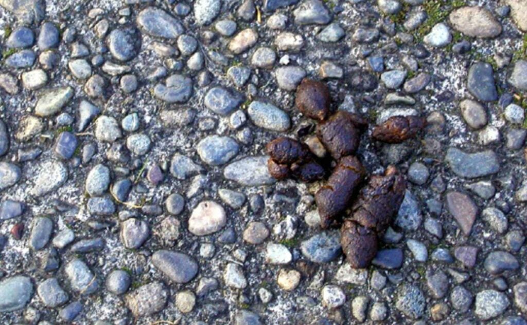 Dog poop on a gravel road.