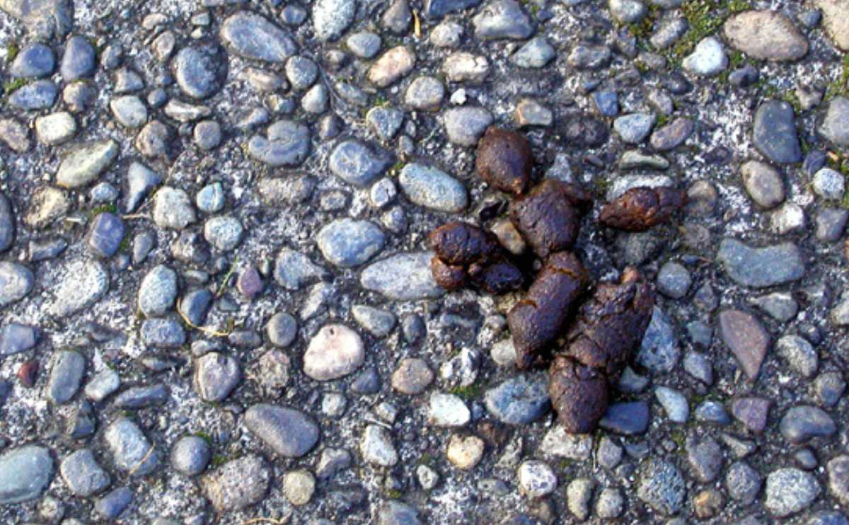 What Does Dog Poop Color Mean? Dog poop on a gravel road.