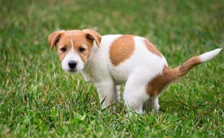 Spotted Dog pooping in grass