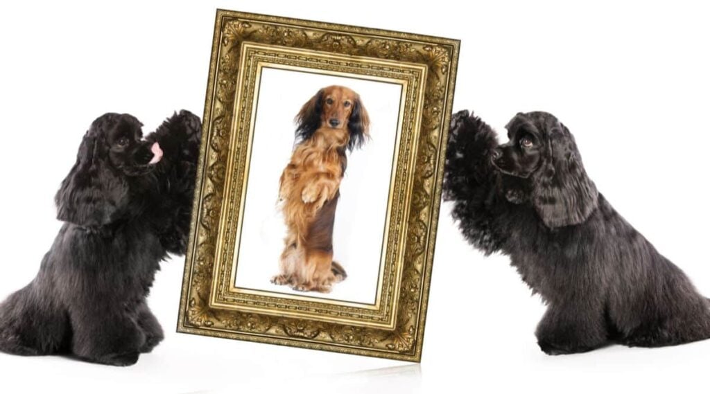 dog portrait in a gold frame with two black spaniels sitting on either side with white backdrop