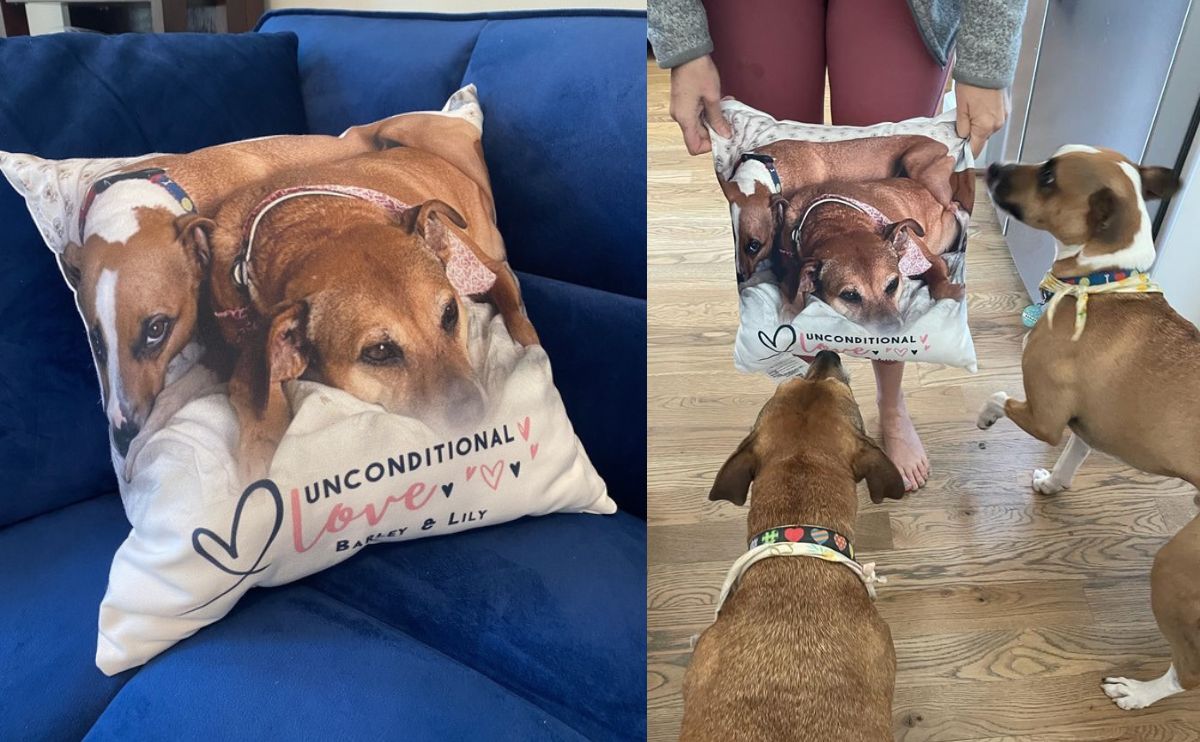 dog printed on a pillow and person holding it in front of dog jpg