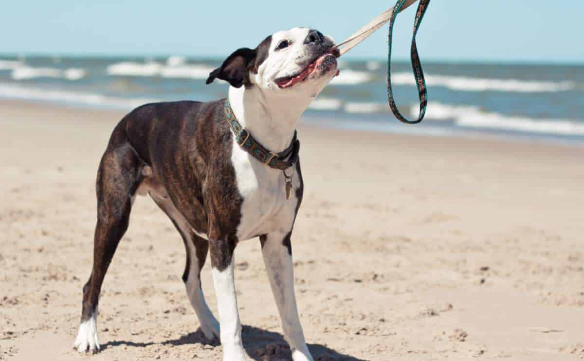dog pulling leash with mouth on a beaach in michigan