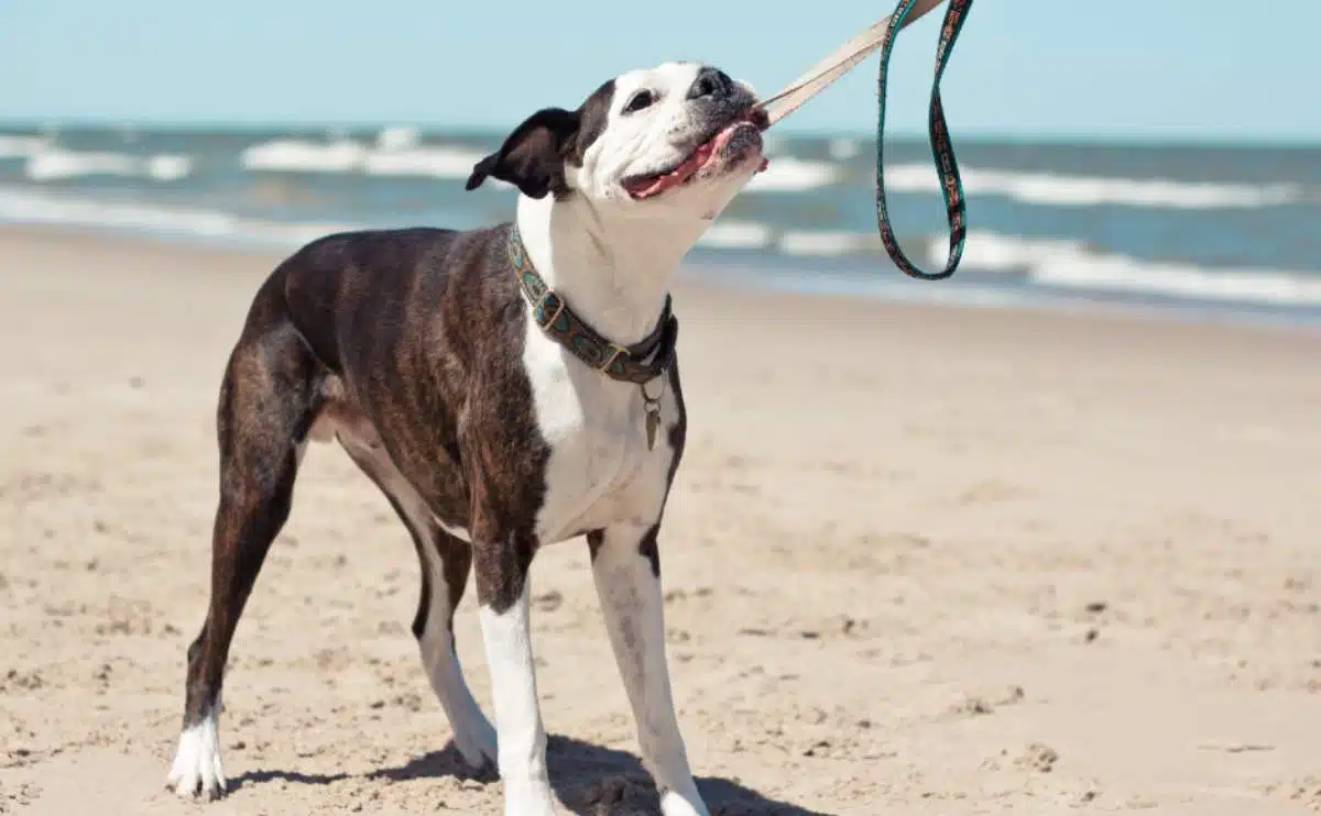 dog pulling leash with mouth on a beaach in michigan