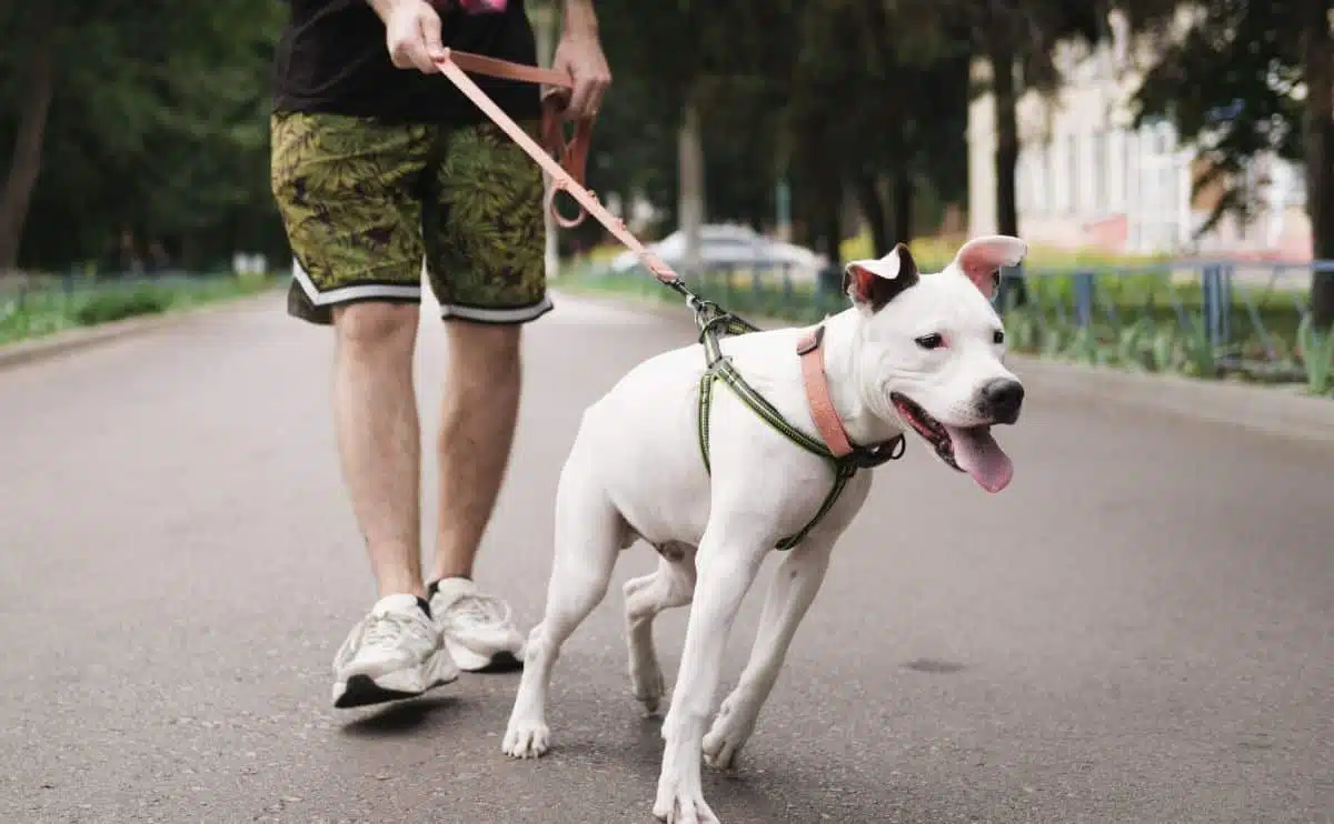 dog pulling on harness while on a walk with person