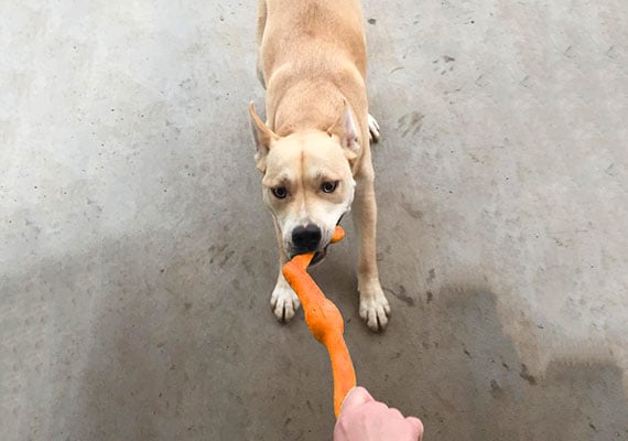 Dog pulling on orange West Paw Zogoflex Bumi while owner holds other end