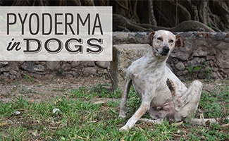 Dog scratching in grass (caption: Pyoderma In Dogs)