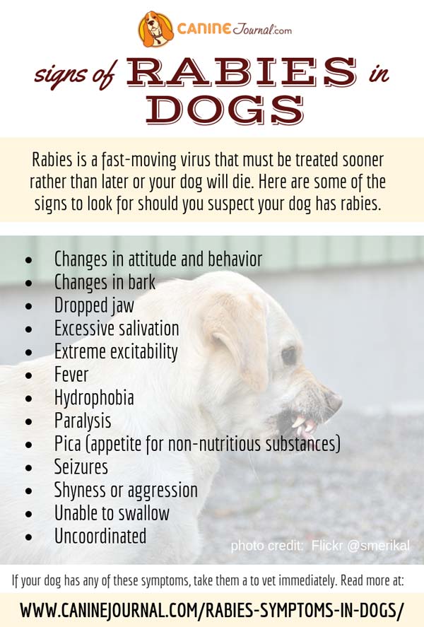 dog rabies early symptoms