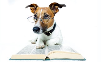 Dog Reading book with glasses on