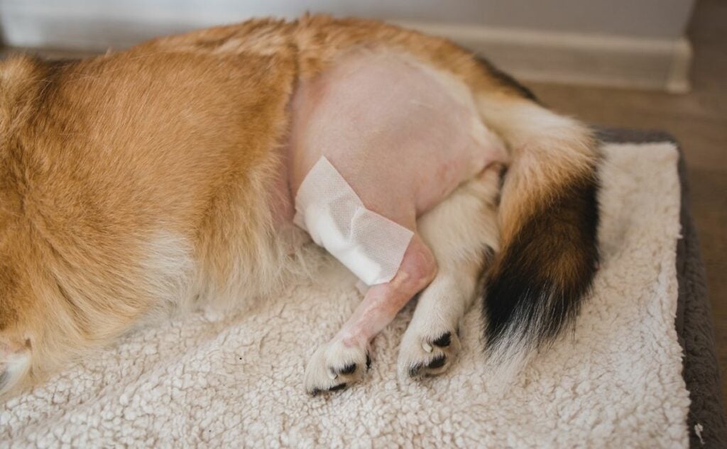 Torn ACL in Dogs Dog recovering from ACL tear.