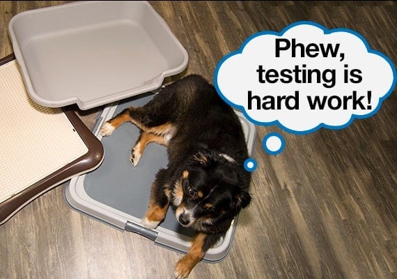 dog resting after reviewing pee pad holders to find the best