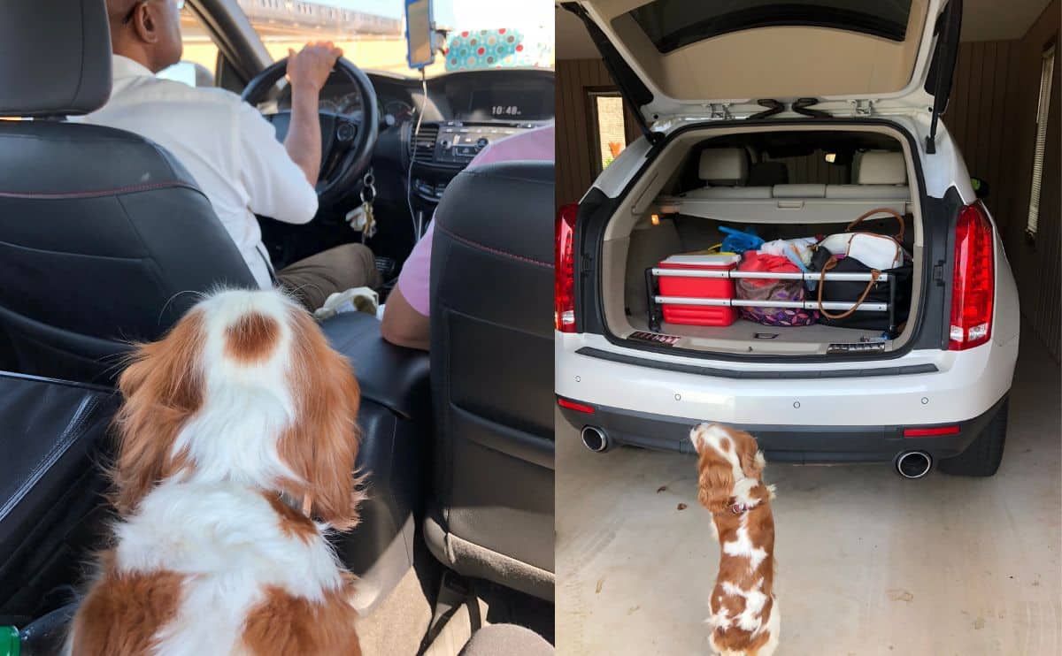 dog riding in a car share and next to back of SUV with luggage