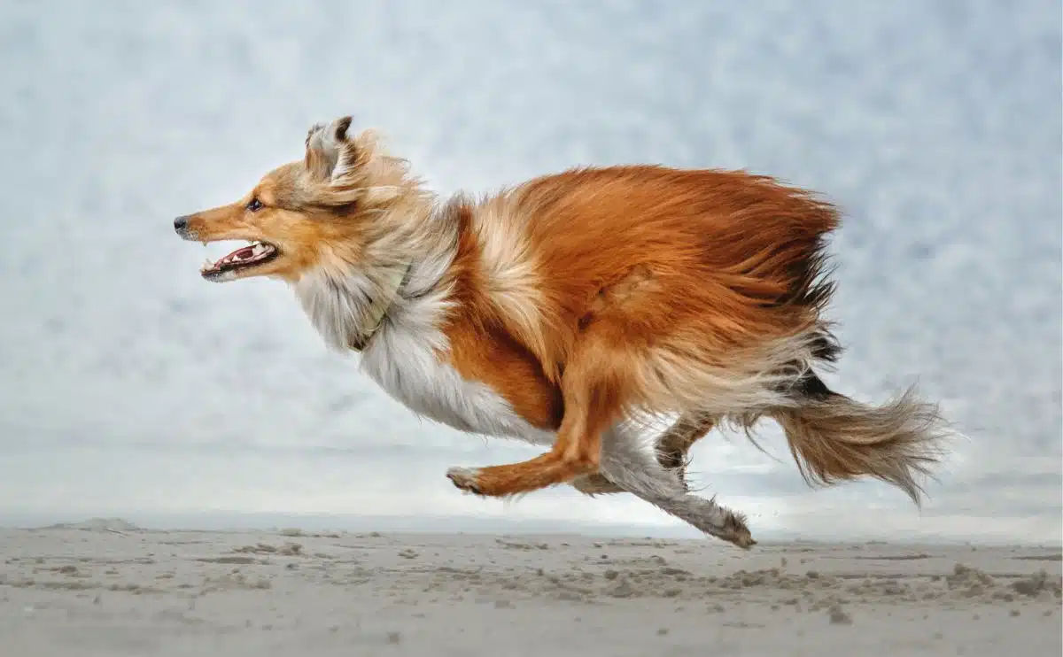 dog running fast on the sand