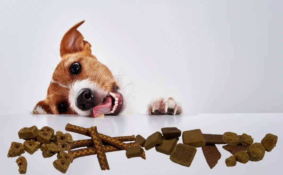 dog sampling different vegan dog treats off a table