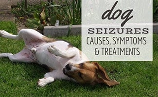 Dog having seizure on back in grass (caption: Dog Seizures: Causes, Symptoms And Treatments)