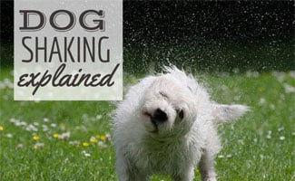 Dog shaking water off (caption: Dog Shaking Explained)