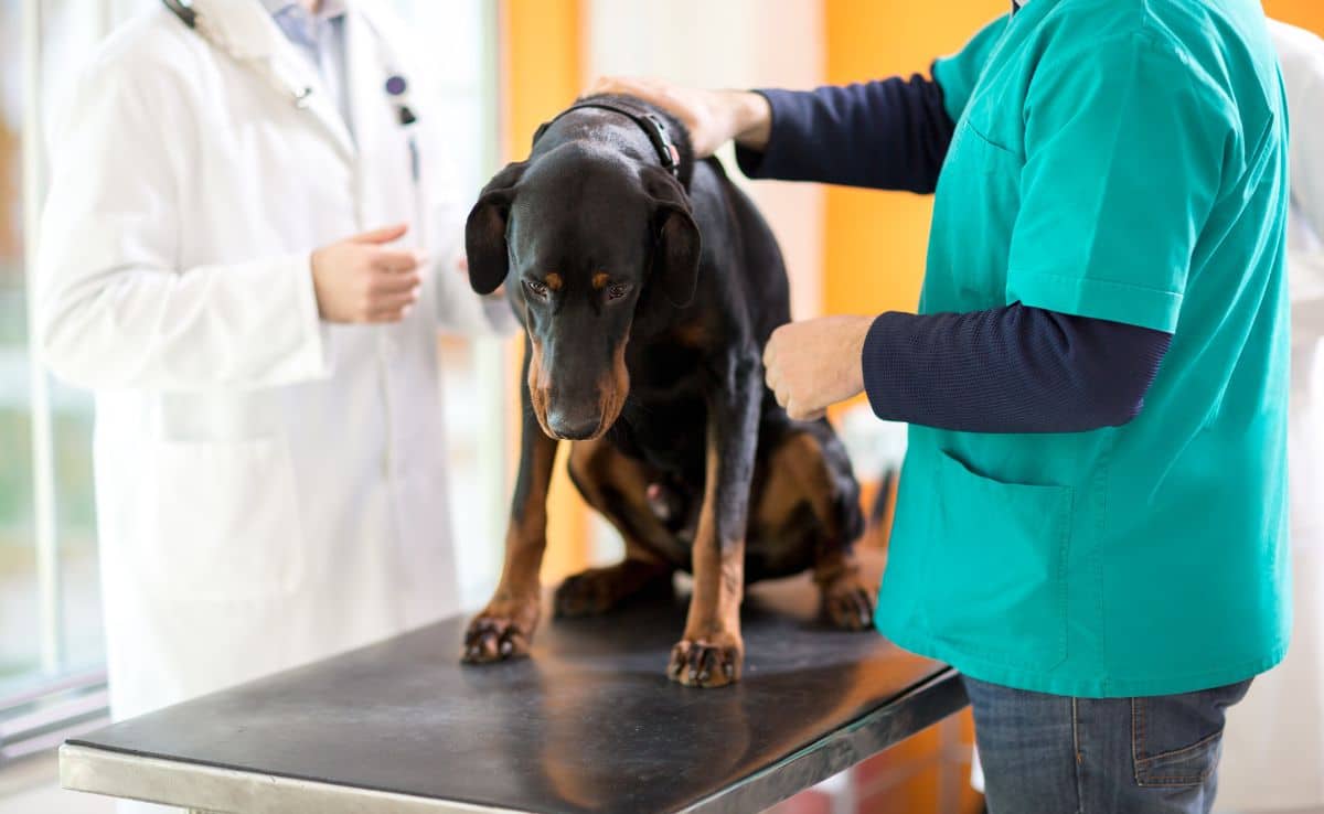 Male veterinarian examining Great Dane on cancer in vet clinic