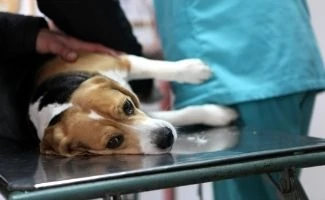 Beagle laying on side at vet