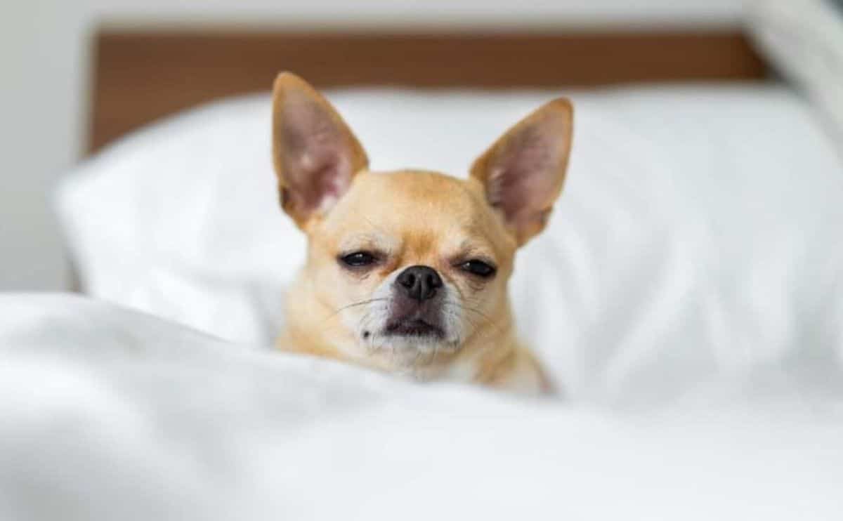 Sick sleepy dog on a bed.