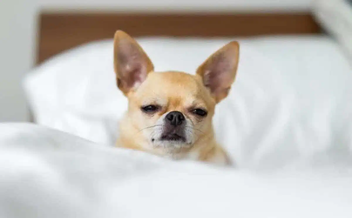  Chihuahua dog sick in bed