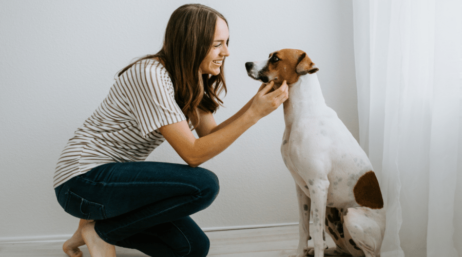 How Much Does It Cost To Fly A Dog? Canine Journal