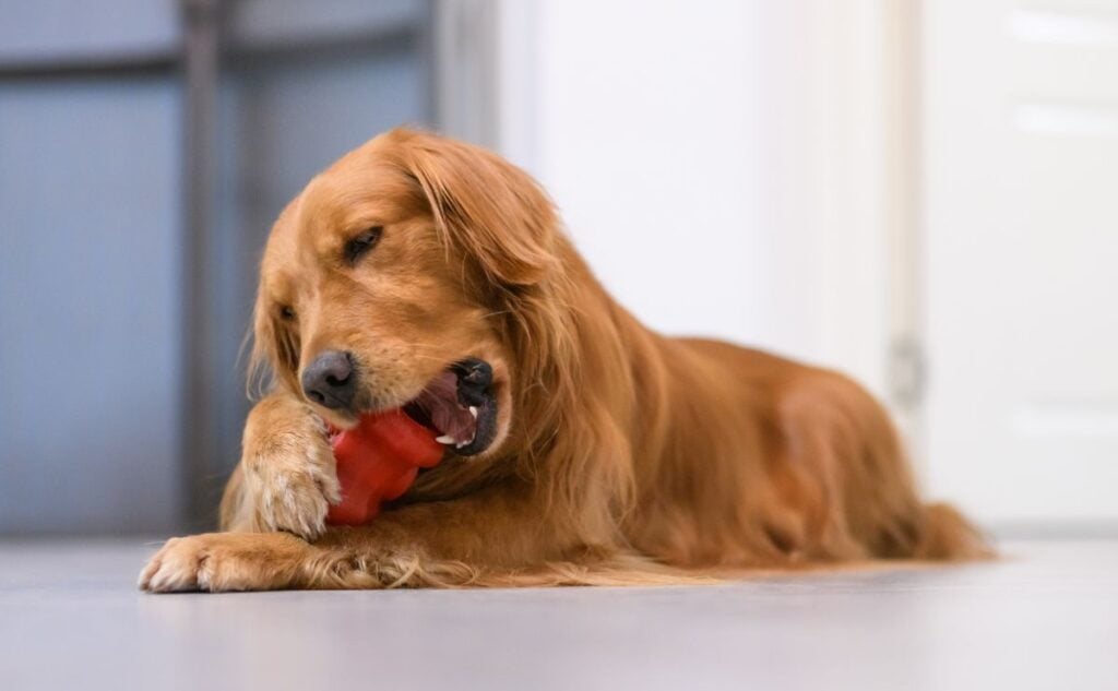 Dog sitting chewing on a Kong.