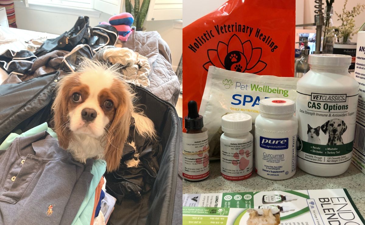 dog sitting in a suitcase with clothes packing and pet medications