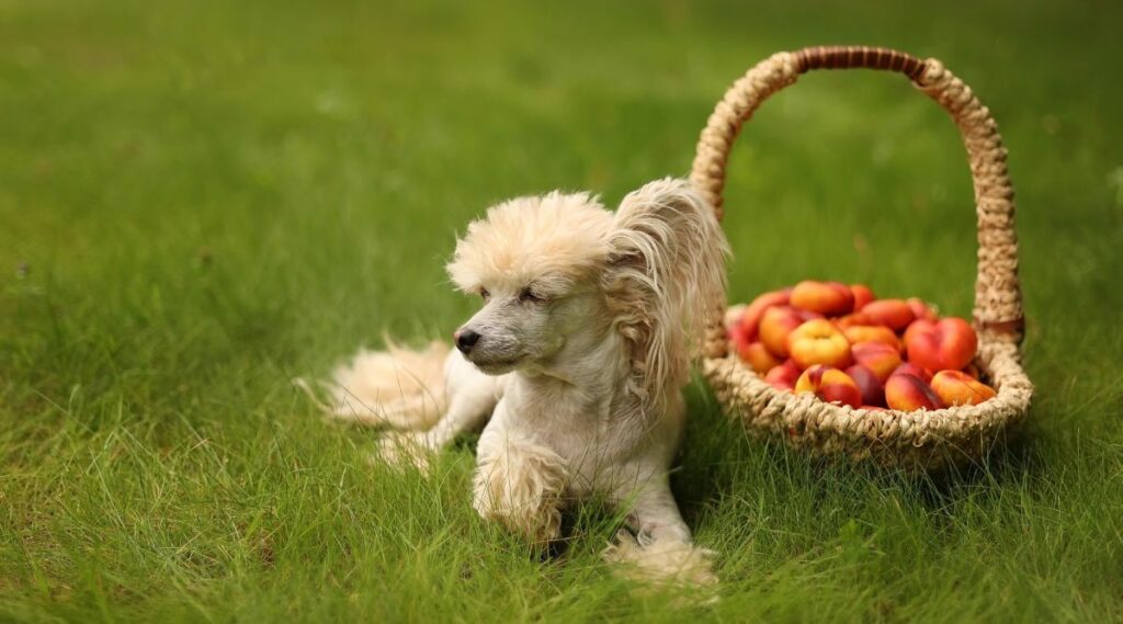 Can Dogs Eat Nectarines? What Happens If My Dog Eats One Canine Journal