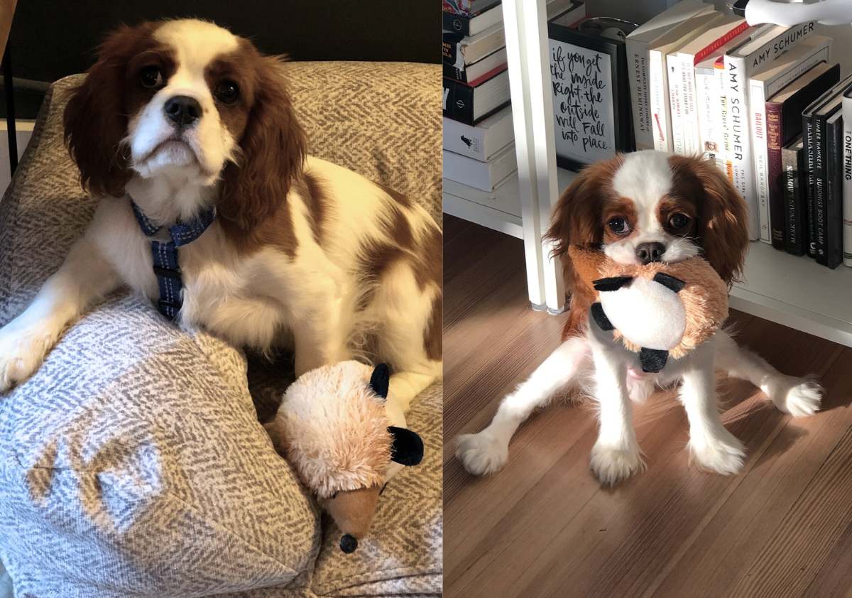 A dog sitting next to and chewing on fabdog Plush Dog Squeak Hedgehog.