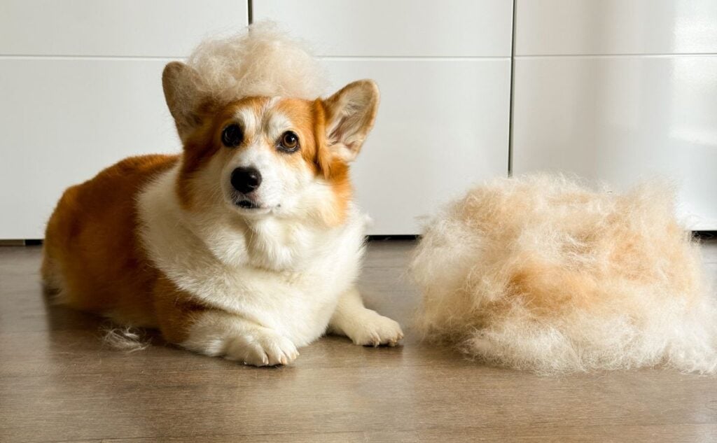 Dog sitting next to pile of hair.
