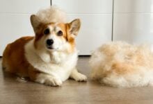 dog sitting next to pile of hair jpg